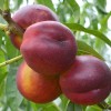 Nektarinka (Prunus persica var. nucipersica) HARCO
