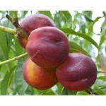 Nectarine (Prunus persica var. nucipersica) HARCO