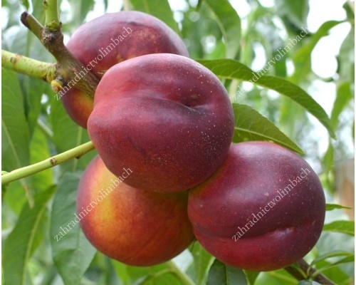 Nektarine (Prunus persica var. nucipersica) HARCO