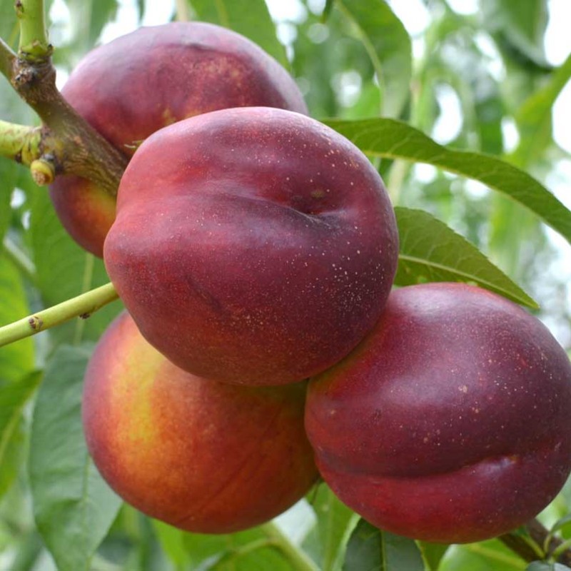 Nektarinka (Prunus persica var. nucipersica) HARCO