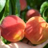 Broskyňa (Prunus persica) INKA