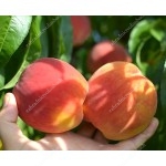 Peach (Prunus persica) INKA