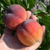 Pfirsich (Prunus persica) JUSCHNAJA GARMONIJA