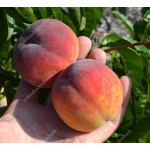 Peach (Prunus persica) YUZHNAYA GARMONYA