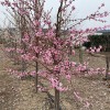 Broskyňa plochá (Prunus persica) MONICA