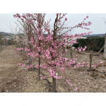 Teller-Pfirsich (Prunus persica) MONICA