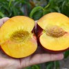 Nektarinka (Prunus persica var. nucipersica) RED GOLD