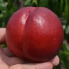 Nektarinka (Prunus persica var. nucipersica) RED GOLD