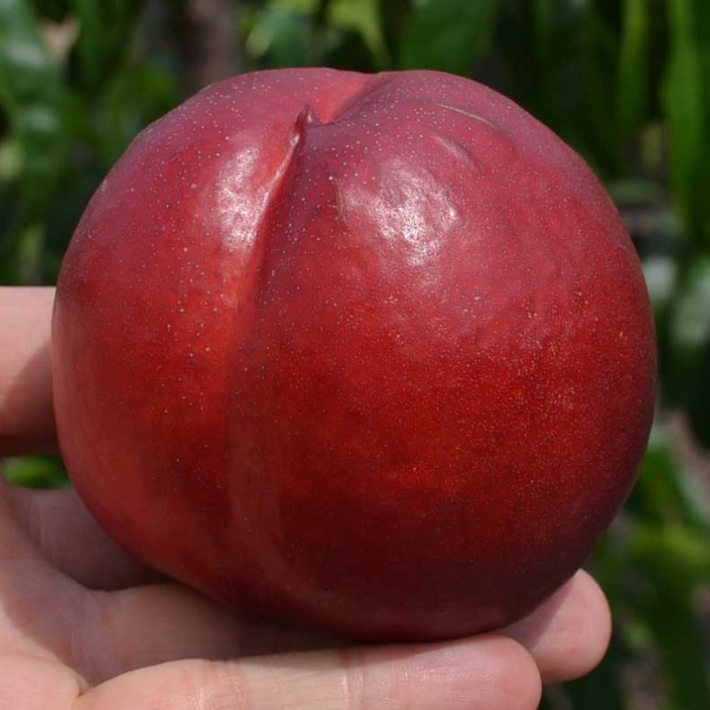 Nektarinka (Prunus persica var. nucipersica) RED GOLD