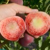 Broskyňa (Prunus persica) RED ROBIN