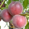 Broskyňa (Prunus persica) RED ROBIN