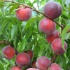 Broskyňa (Prunus persica) RED ROBIN