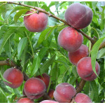 Broskyňa (Prunus persica) RED ROBIN