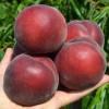 Broskyňa (Prunus persica) RED ROBIN