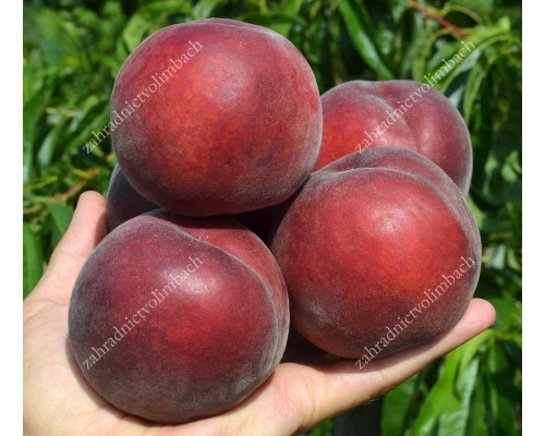 Peach (Prunus persica) RED ROBIN
