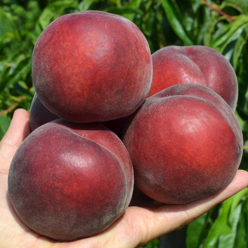 Broskyňa (Prunus persica) RED ROBIN