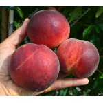 Pfirsich (Prunus persica) RELIANCE