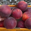 Broskyňa (Prunus persica) RELIANCE