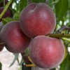 Broskyňa (Prunus persica) ROYAL GEM