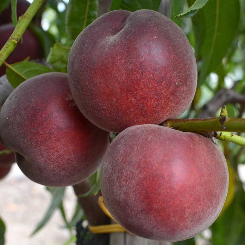 Broskyňa (Prunus persica) ROYAL GEM