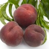 Broskyňa (Prunus persica) ROYAL GEM