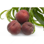 Pfirsich (Prunus persica) ROYAL GEM