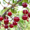 Višňa (Prunus cerasus) ACHAT®