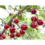 Sauerkirsche (Prunus cerasus) ACHAT®