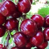 Süßkirsche (Prunus avium) BURLAT