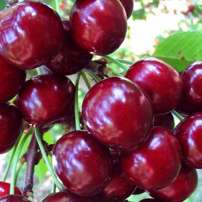 Süßkirsche (Prunus avium) BURLAT