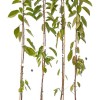 Columnar Sweet Cherry (Prunus avium) CAMPANILO