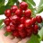 Cherry and Sour Cherry Trees