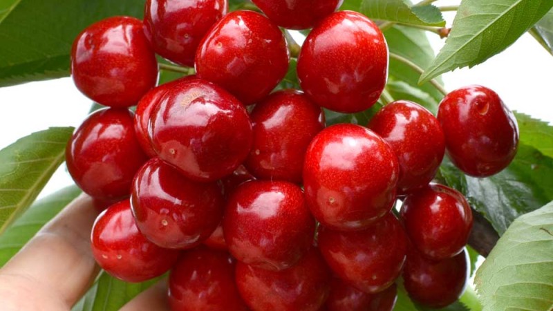Na podpníku GiSelA 5 si stromy čerešní udržujú malý vzrast