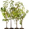 Süßkirsche (Prunus avium) BURLAT
