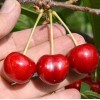 Säulenkirsche (Prunus avium) CLAUDIA