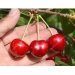 Columnar Sweet Cherry (Prunus avium) CLAUDIA 