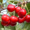 Säulenkirsche (Prunus avium) CLAUDIA