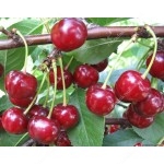 Sweet Cherry x Sour Cherry hybrid CHUDO VISHNYA