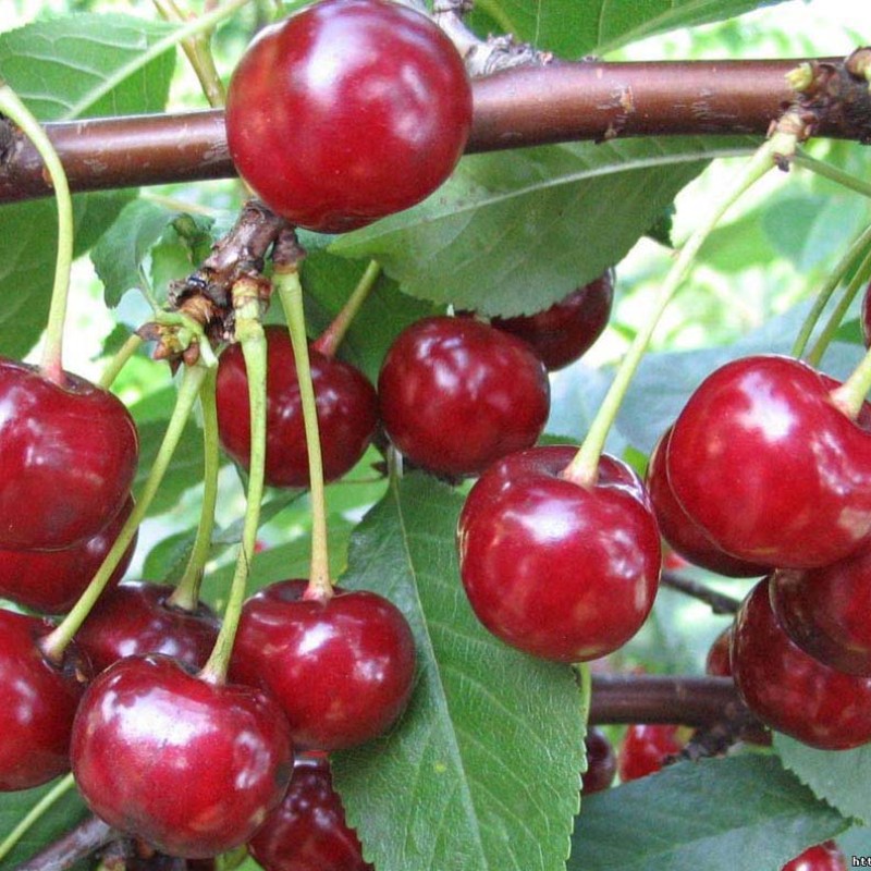 Čerešňo-višňa ČUDO VIŠŇA
