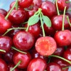 Višňa (Prunus cerasus) KARNEOL®