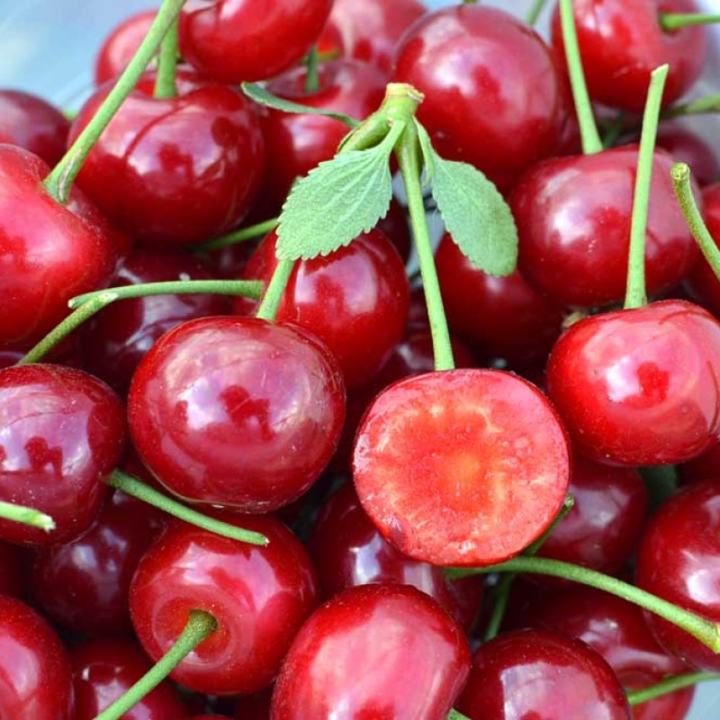 Višňa (Prunus cerasus) KARNEOL®