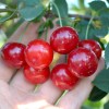Višňa (Prunus cerasus) KARNEOL®