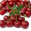 Višňa (Prunus cerasus) KARNEOL®