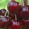 Čerešňa (Prunus avium) KRUPNOPLODNAJA