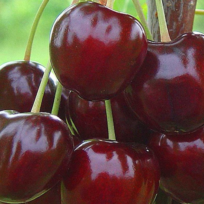 Čerešňa (Prunus avium) KRUPNOPLODNAJA
