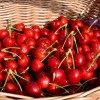 Sweet Cherry (Prunus avium) LAPINS