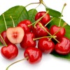 Sweet Cherry (Prunus avium) LAPINS