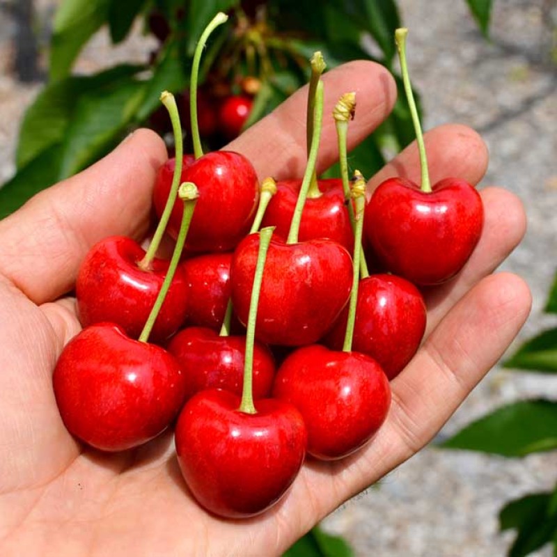 Sweet Cherry (Prunus avium) SABRINA®