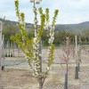 Süßkirsche (Prunus avium) SAMBA®