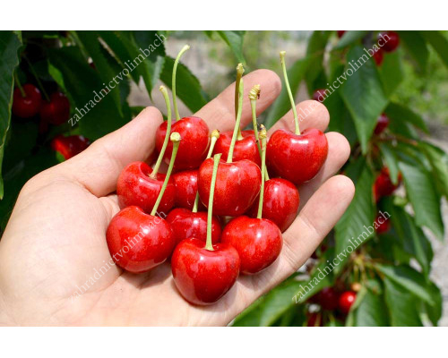 Sweet Cherry (Prunus avium) SAMBA®